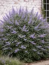 vitex-agnus-castus-queen-bee-gattilier.jpg