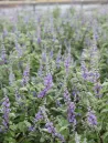 vitex-chicagoland-blues-gattilier-hybride.jpg