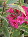 weigela-florida-moulin-rouge-brigela-2.jpg