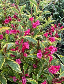 weigela-florida-moulin-rouge-brigela.jpg