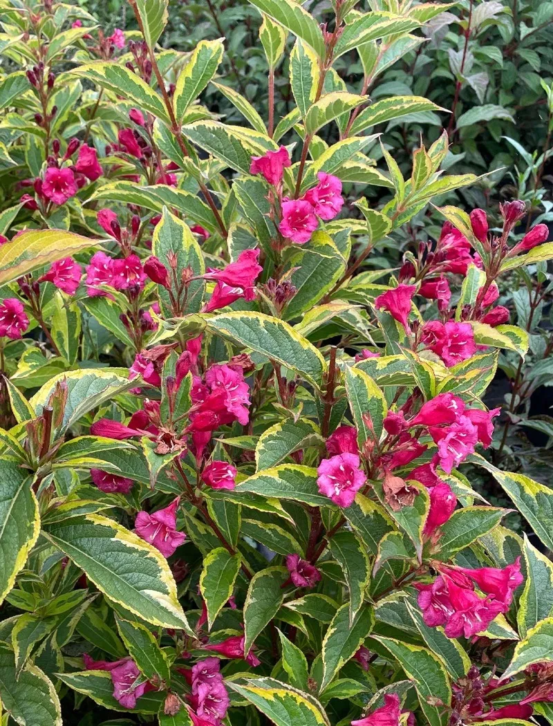 weigela-florida-moulin-rouge-brigela.jpg