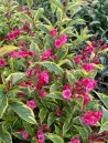 weigela-florida-moulin-rouge-brigela.jpg