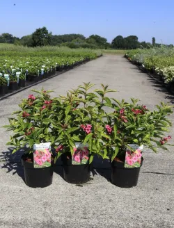weigela-florida-moulin-rouge-brigela-1.jpg