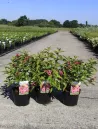 weigela-florida-moulin-rouge-brigela-1.jpg