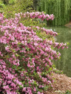 weigela-florida-pink-poppet-2.jpg