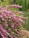 weigela-florida-pink-poppet-2.jpg