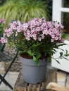 weigela-florida-pink-poppet-1.jpg