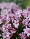 weigela-florida-pink-poppet.jpg