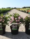 weigela-florida-pink-poppet-3.jpg