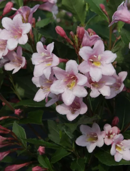 weigela-florida-polka.jpg