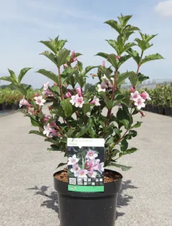 weigela-florida-polka-1.jpg