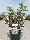 weigela-florida-polka-1.jpg