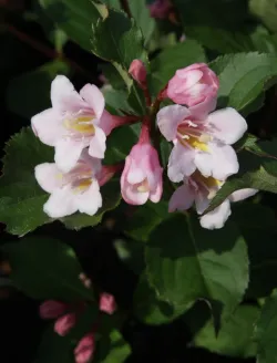 weigela-florida-polka-2.jpg