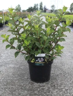 weigela-florida-polka-3.jpg