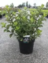 weigela-florida-polka-3.jpg