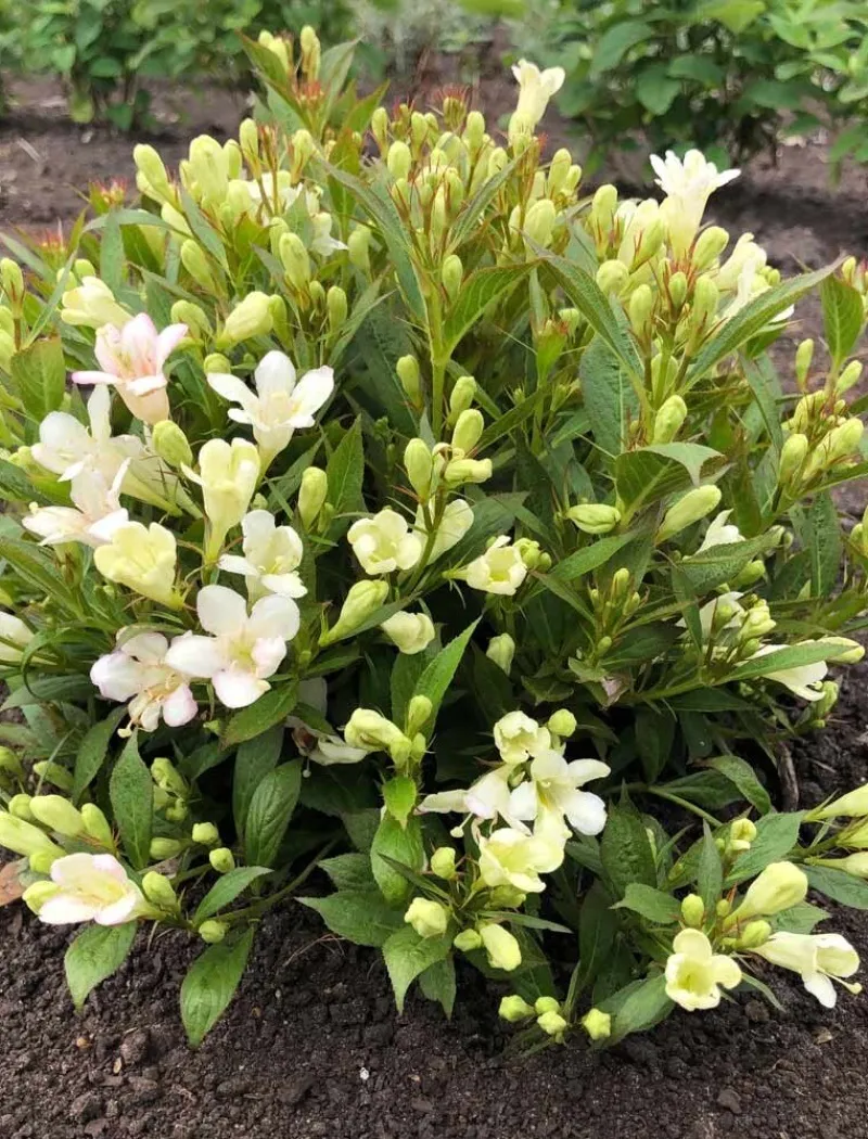 weigela-picobella-bianco.jpg
