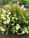 weigela-picobella-bianco.jpg