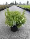 weigela-picobella-bianco-3.jpg