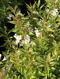 weigela-picobella-bianco-2.jpg