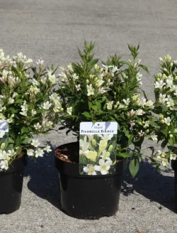 weigela-picobella-bianco-1.jpg