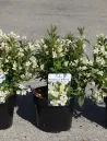 weigela-picobella-bianco-1.jpg