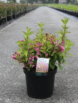 weigela-florida-princess-ayla-1.jpg
