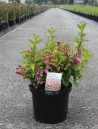 weigela-florida-princess-ayla-1.jpg