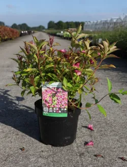 weigela-florida-princess-ayla.jpg
