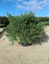 westringia-fruticosa-blanc-3.jpg