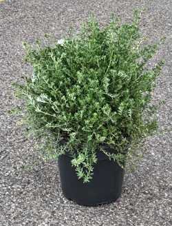 westringia-fruticosa-blanc-1.jpg