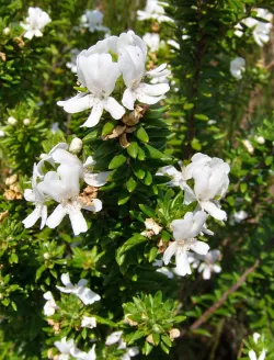 westringia-fruticosa-blanc-2.jpg
