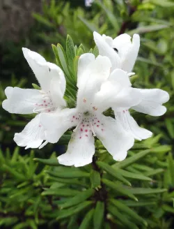 westringia-fruticosa-blanc.jpg