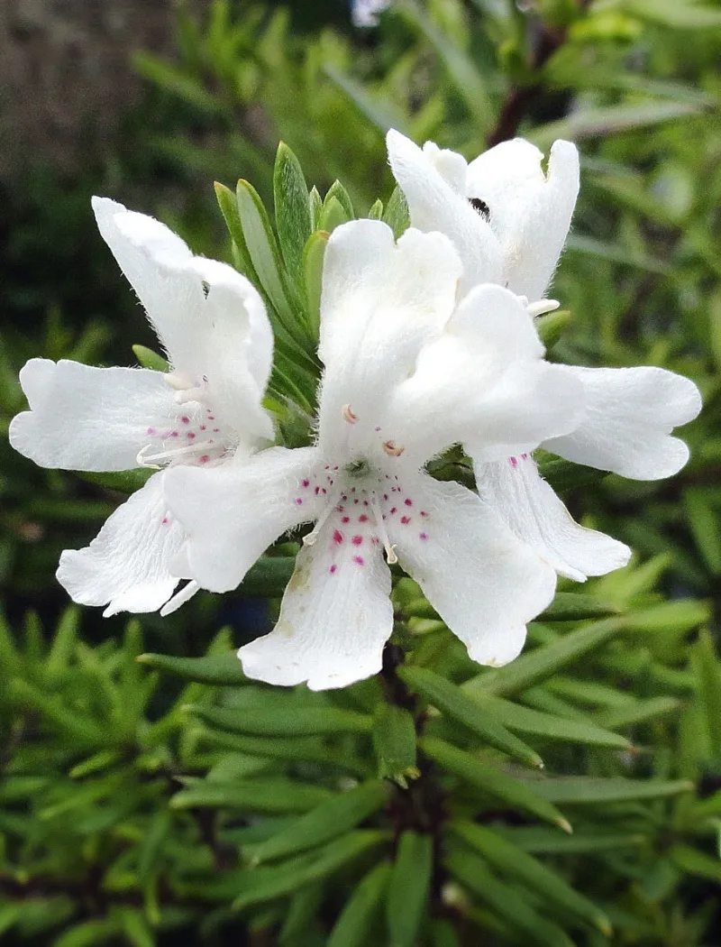 westringia-fruticosa-blanc.jpg