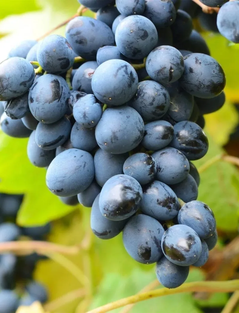 vitis-venus.jpg