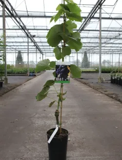 vitis-venus-1.jpg