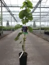 vitis-venus-1.jpg