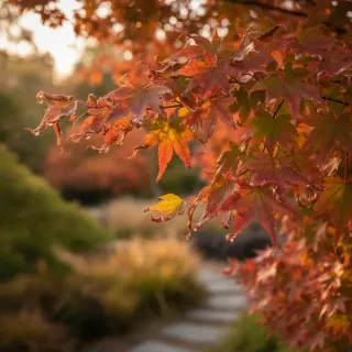 Érable du Japon feuilles qui sèchent – Causes et solutions Plantes et nature