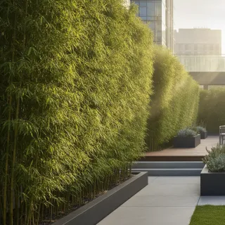 Bambou non traçant Fargesia – Le choix sûr pour votre jardin Plantes et nature