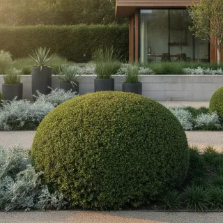 Pittosporum Tobira Nana pour bordures | Plantes et nature Plantes et nature